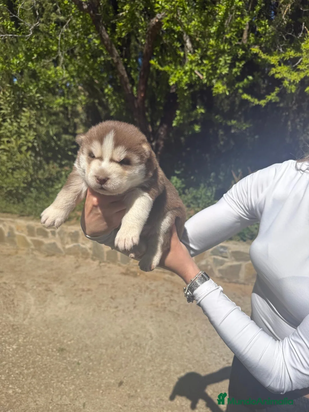 Husky Siberiano perros en venta: Husky siberiano  - Anuncio 1