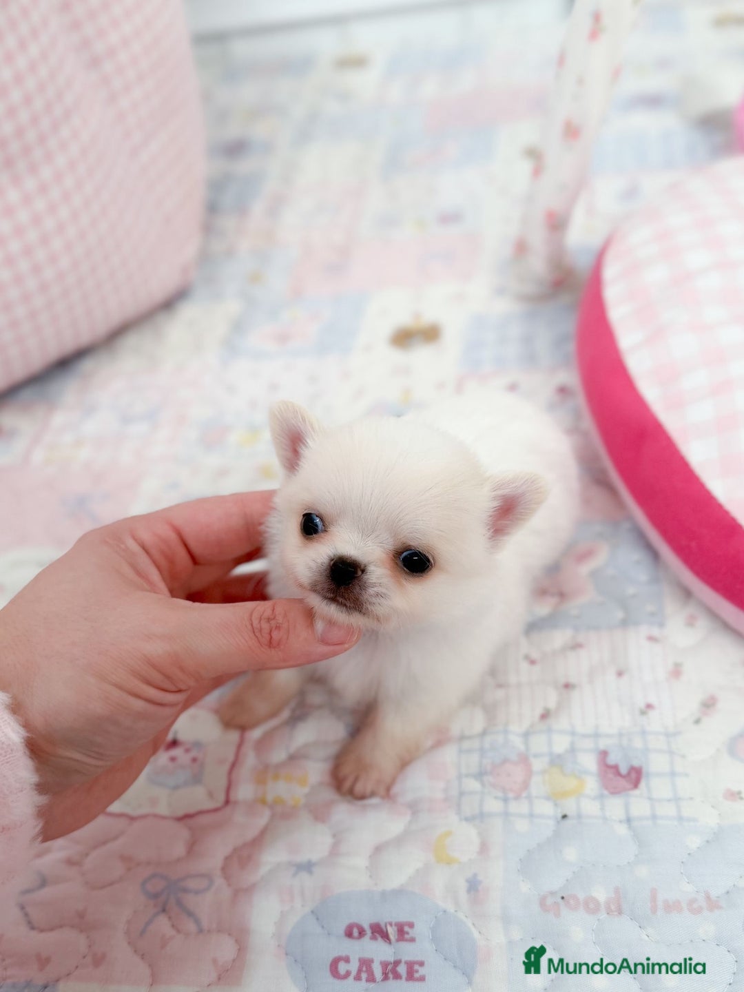 Chihuahua perros en venta: Chihuahua  - Anuncio 8