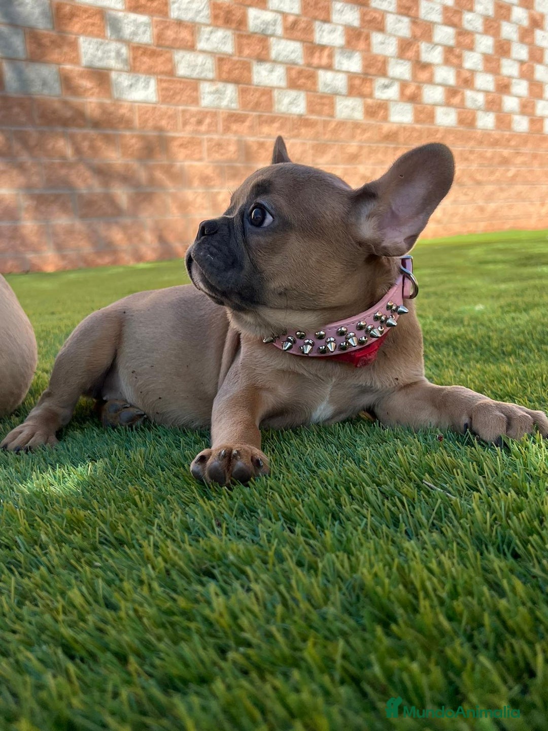 Bulldog Francés perros en venta: BULLDOG FRANCÉS /// LÍNEAS DE BELLEZA  - Anuncio 5