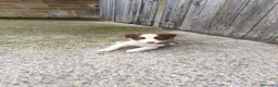 Border Collie perros en venta: Cachorros border collie chocolate! - Anuncio 9