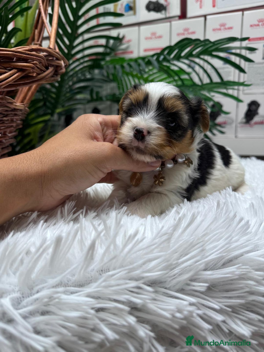 Yorkshire Terrier perros en venta: YORKSHIRE BIEWER HEMBRA - Anuncio 2