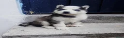 Husky Siberiano perros en venta: HUSKY SIBERIANO PUPPY  - Anuncio 3