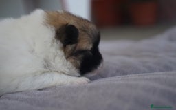 Pomerania perros en venta: ✨ Roscom & Prodigy ✨ - Imagen 7