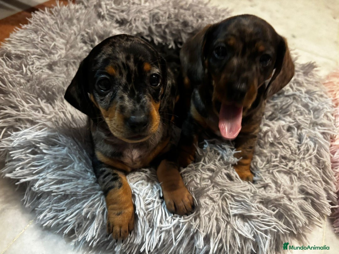 Teckel Miniatura perros en venta: TECKEL MINI - Imagen 2