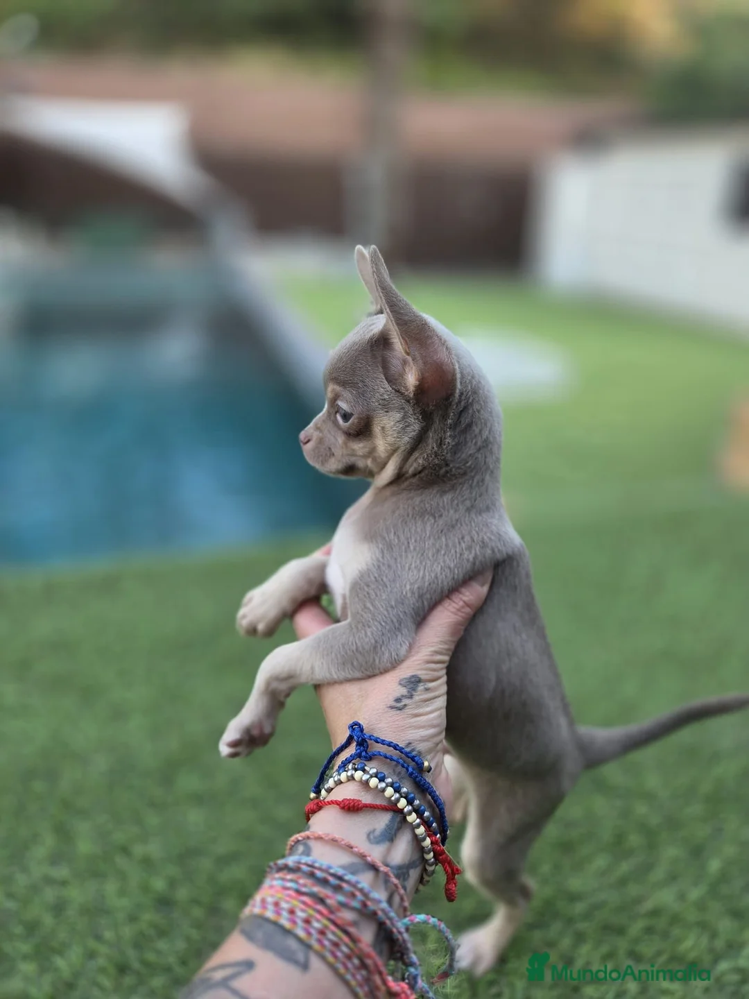 Chihuahua perros en venta: Chihuahua toy  - Anuncio 1