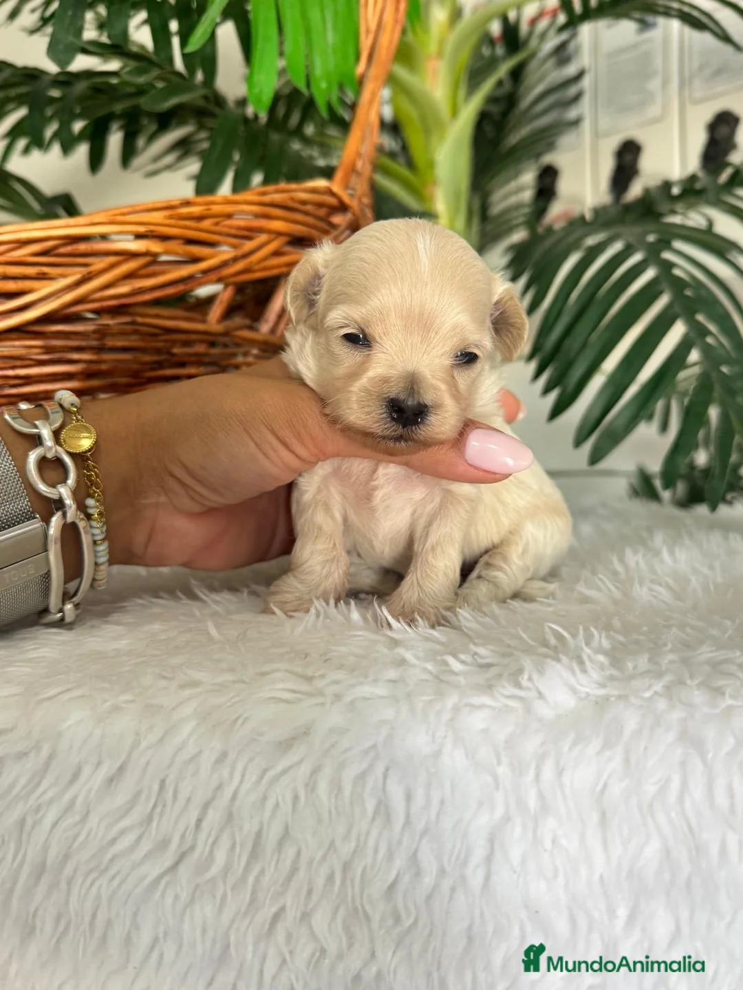 Maltipoo perros en venta: MALTIPOO COREANO  - Anuncio 2