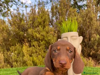 Teckel Miniatura perros VENTA DE TECKEL CHOCOLATE - Anuncio 19