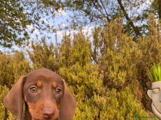 Teckel Miniatura perros TECKEL CHOCOLATE - Anuncio 2
