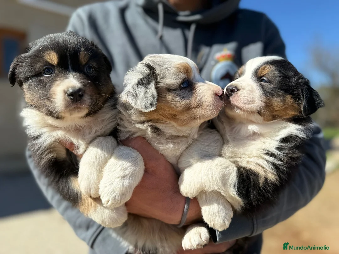 Pastor Australiano perros en venta: Cachorros pastor australiano puros - Anuncio 1