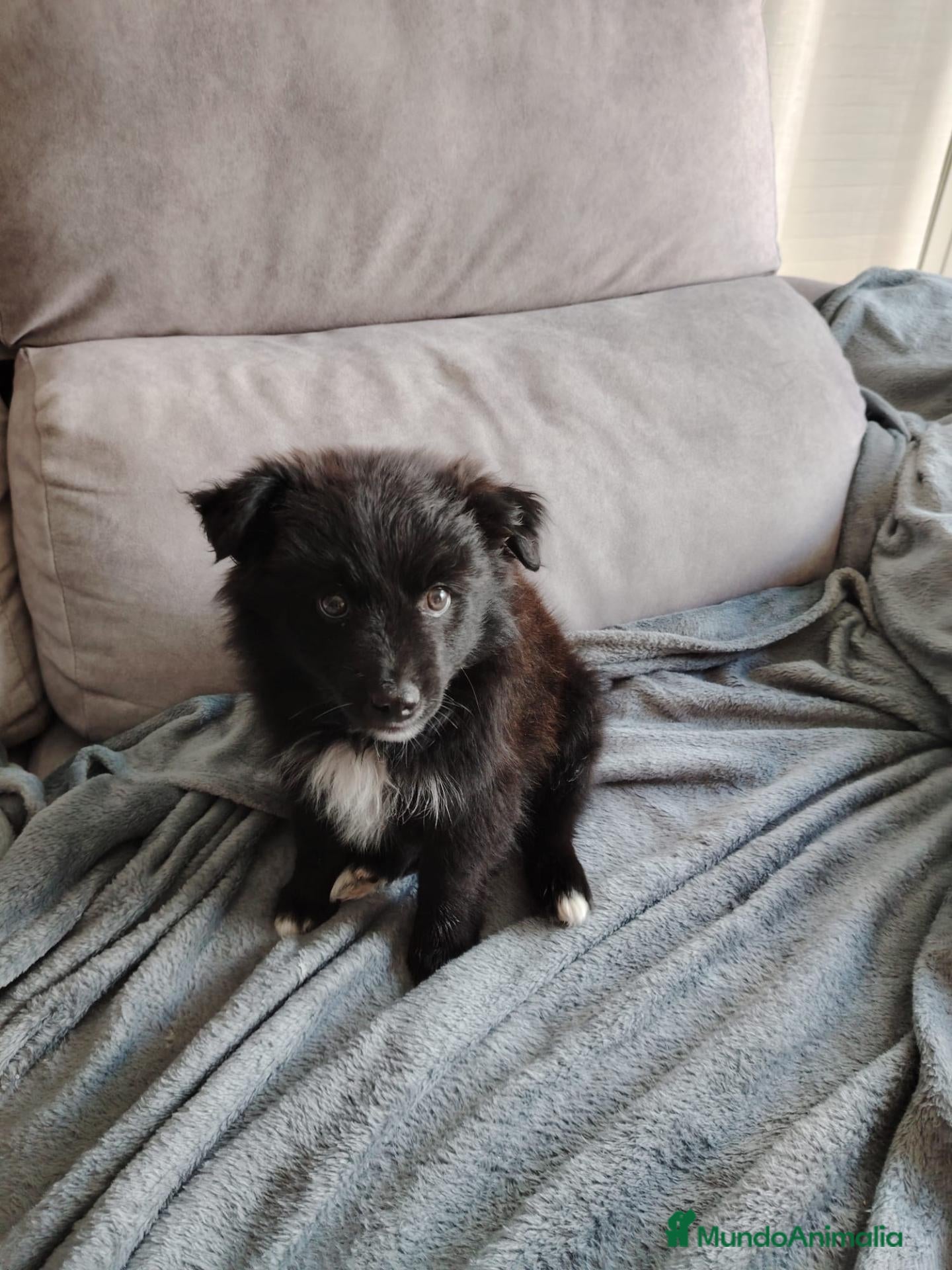 Raza Mixta perros Borderpom macho - Anuncio 2