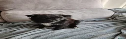 Raza Mixta perros en venta: Borderpom macho - Anuncio 1