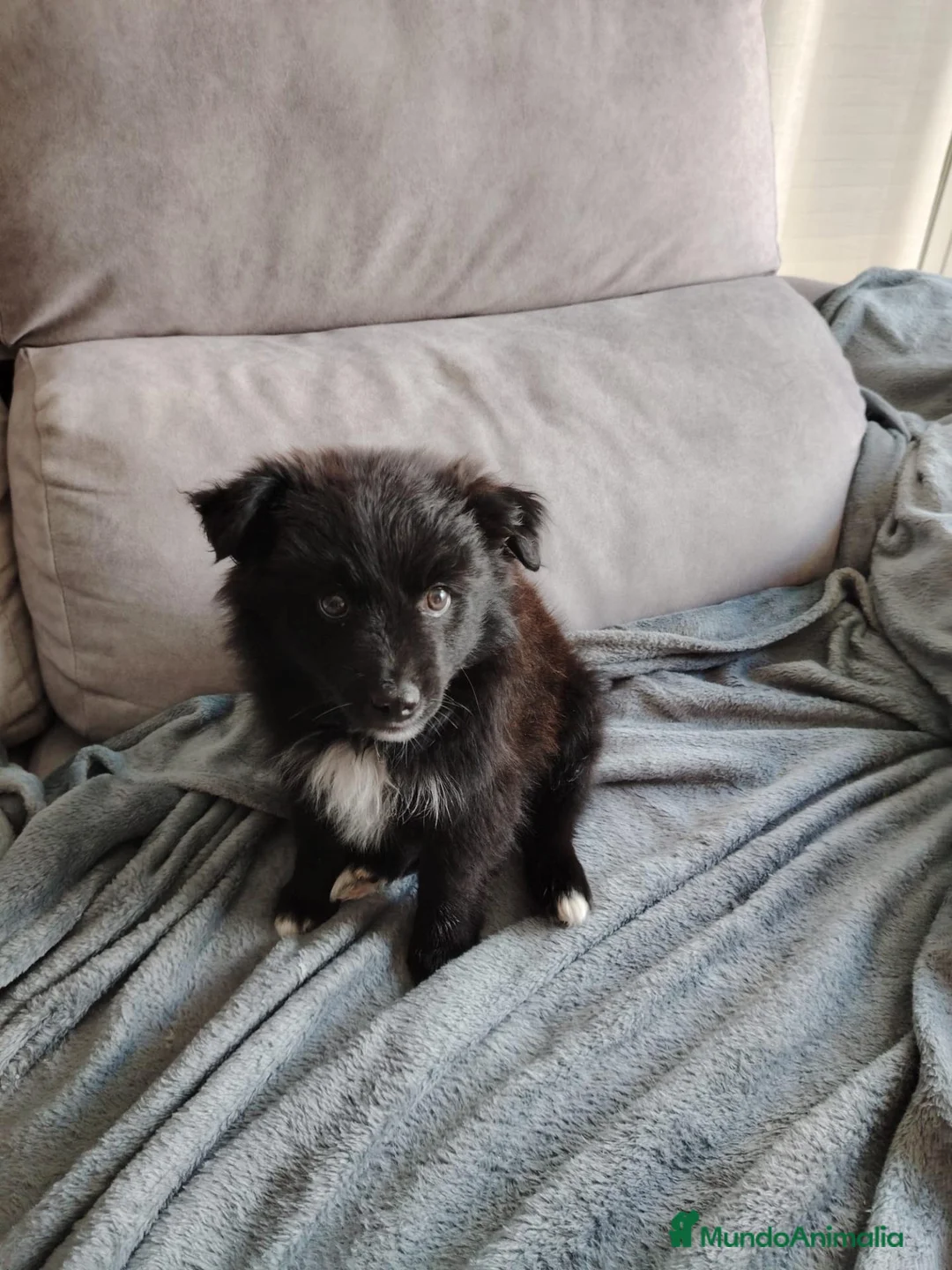 Raza Mixta perros en venta: Borderpom macho - Anuncio 1