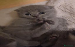 Británico de Pelo Corto Azul gatos en venta: Brithis blue super bonitos  - Imagen 2