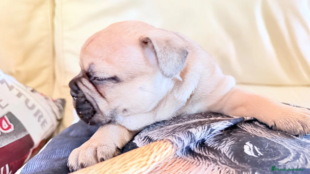 Bulldog Francés perros en venta: Bulldog francés fawn - Anuncio 2