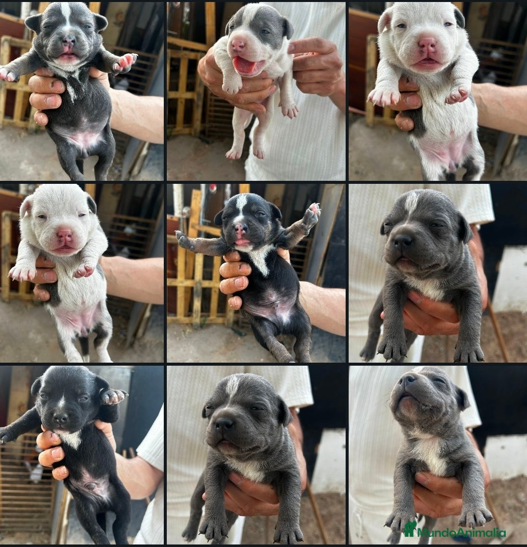 American Pit Bull Terrier perros American pitbull terrier  - Anuncio 1
