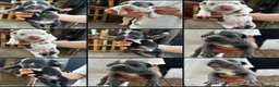 American Pit Bull Terrier perros en venta: American pitbull terrier  - Anuncio 1