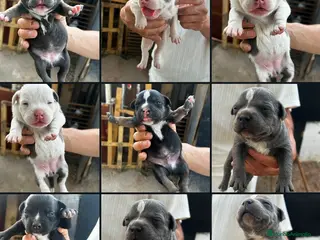 American Pit Bull Terrier perros American pitbull terrier - Anuncio 1