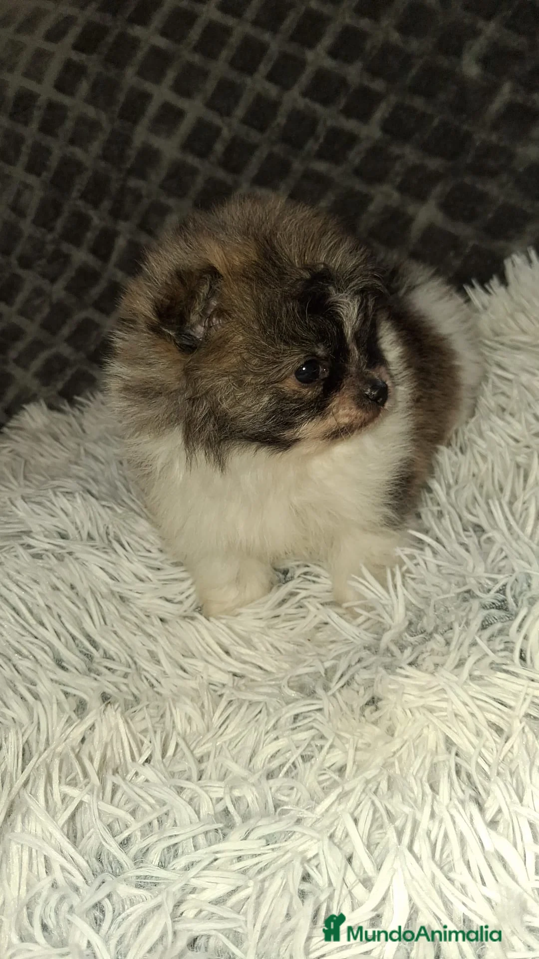 Pomerania perros en venta: Pomerania toy party - Anuncio 2