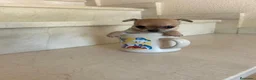 Chihuahua perros en venta: Chihuahuas micro toy máxima calidad - Anuncio 33