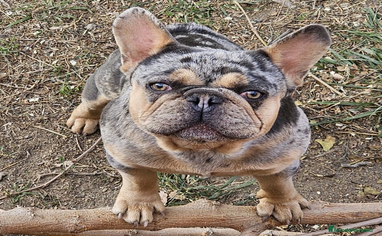 Bulldog Francés perros para monta - Anuncio 1