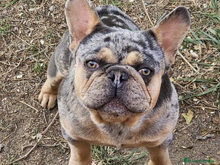 Bulldog Francés perros - Anuncio 5