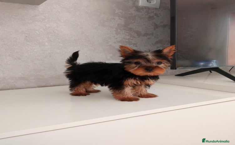Yorkshire Terrier perros - Anuncio 2