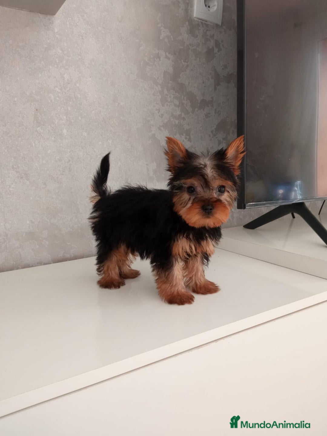 Yorkshire Terrier perros en venta: Dulce cachorrín de Yorkshire Toy - Imagen 1