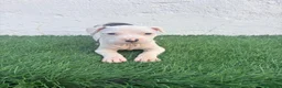 American Staffordshire-Terrier perros en venta: American Staffordshire terrier - Anuncio 14