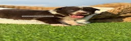 Border Collie perros en venta: BORDER COLLIE CHOCOLATE - Anuncio 4