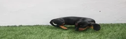 Teckel Miniatura perros en venta: Teckel Miniatura  - Anuncio 8