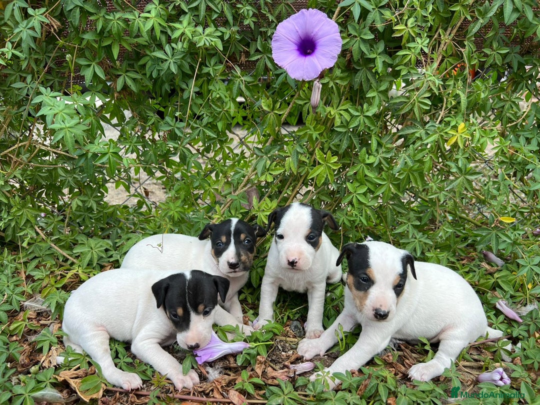 Ratonero Bodeguero Andaluz perros en venta: BODEGUEROS - Imagen 3