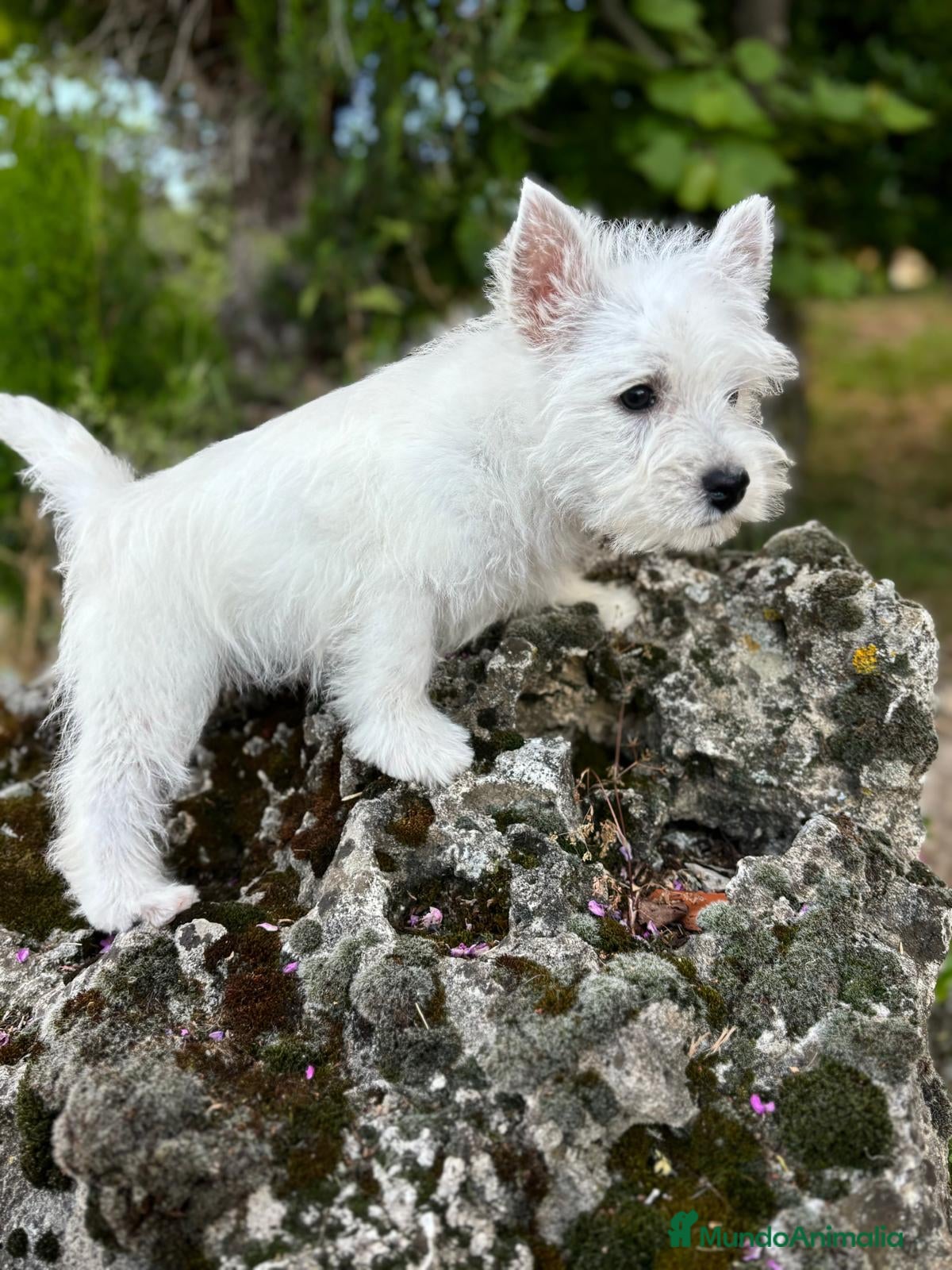 West Highland White Terrier perros Westys Hembras !!! - Anuncio 2