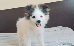 Pomerania perros en venta: Pomerania klein - Imagen 1