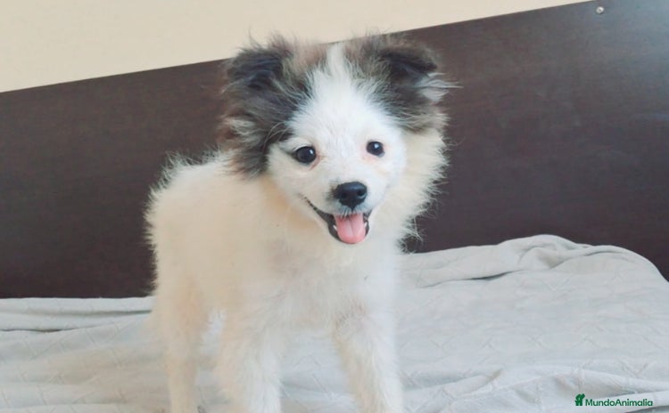 Pomerania perros - Anuncio 1