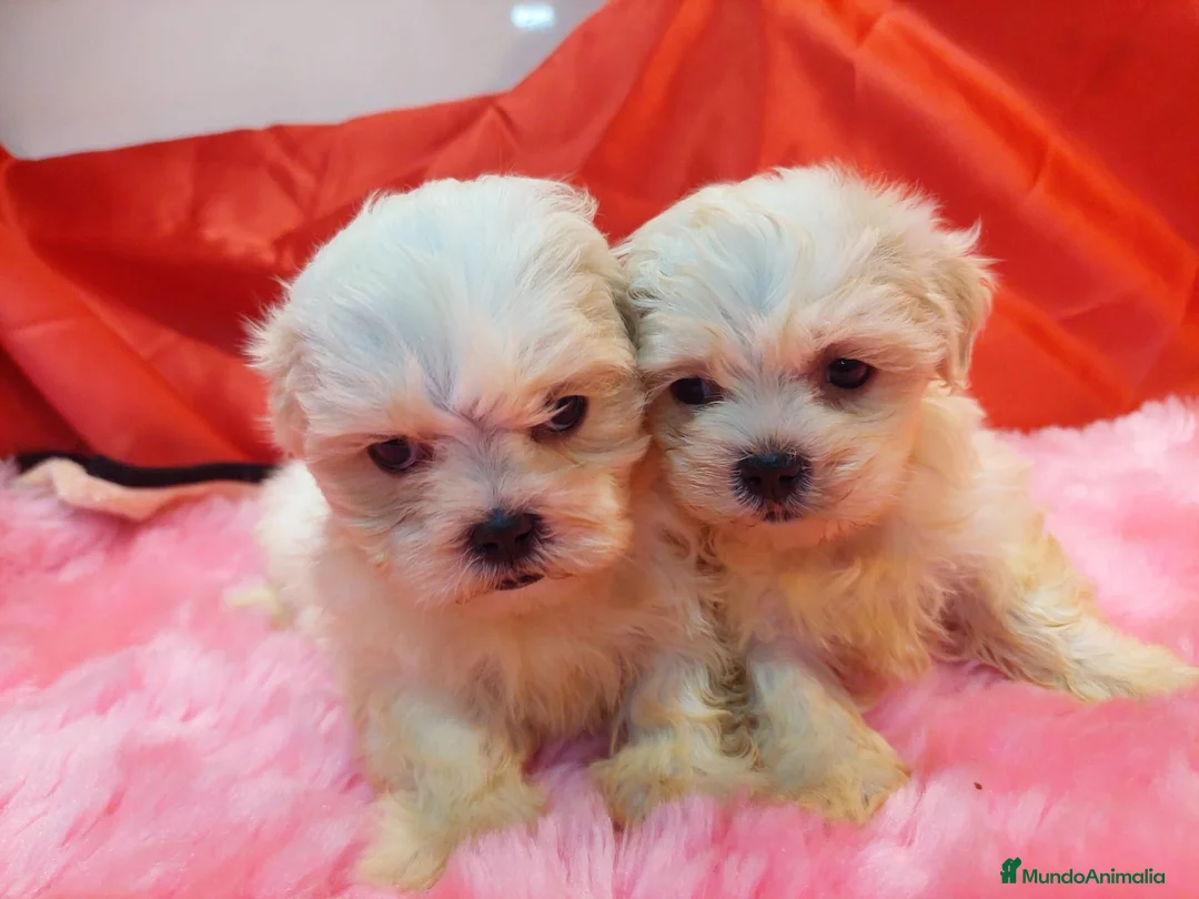 Shih Tzu perros en venta: SHIH TZU HEMBRAS EXCLUSIVAS - Anuncio 3