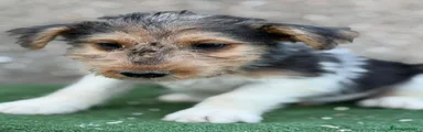 Fox Terrier de Pelo Duro 1