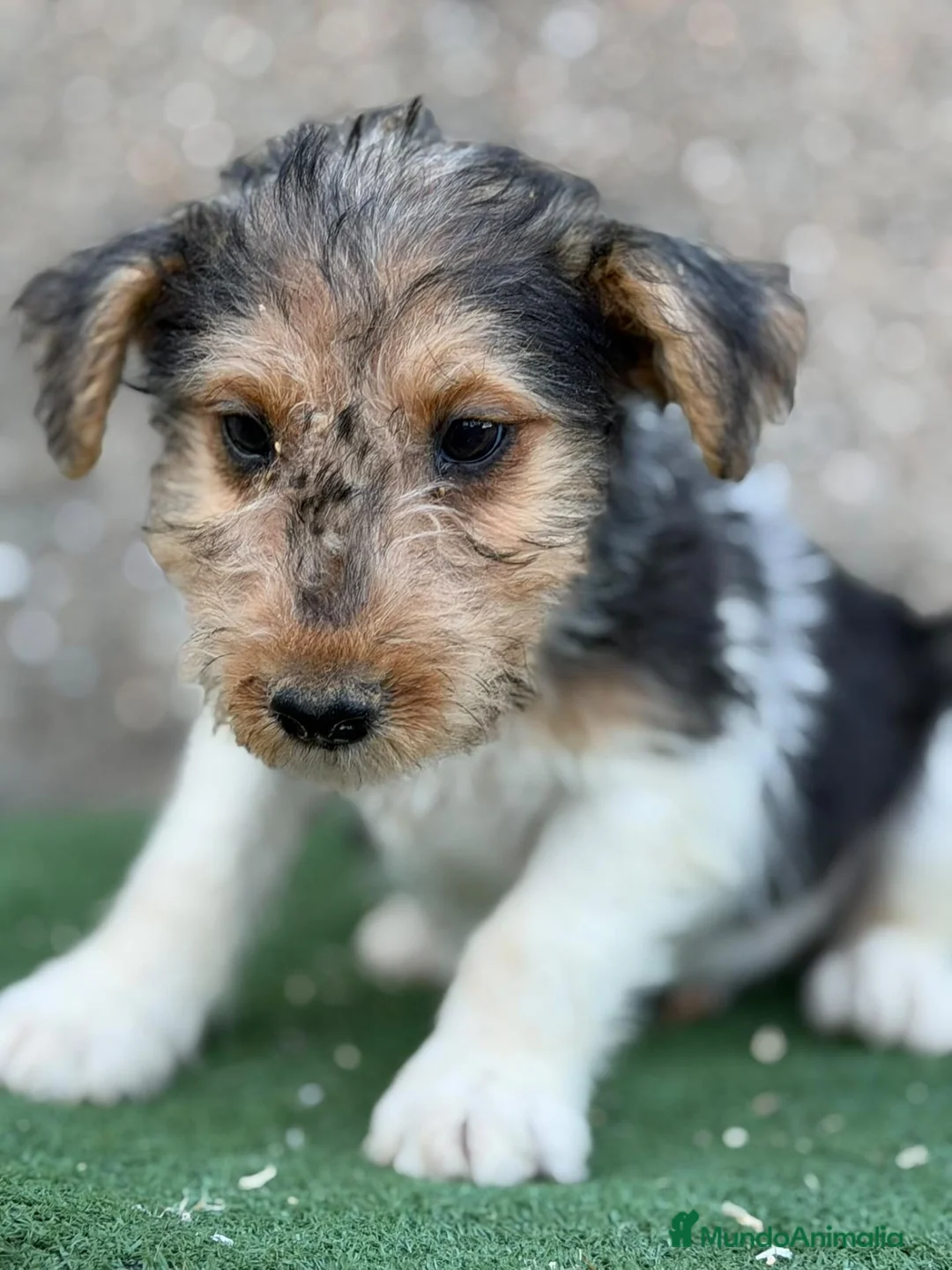 Fox Terrier de Pelo Duro perros en venta: Fox Terrier - Anuncio 2
