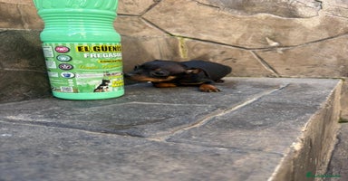 Pinscher Miniatura perros Pinscher miniatura  - Anuncio 2