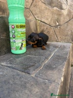 Pinscher Miniatura perros Pinscher miniatura - Anuncio 4