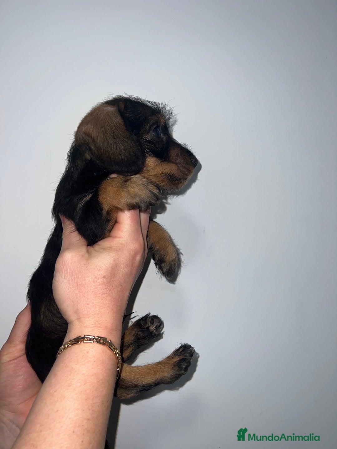 Teckel perros en venta: CACHORRO DE TECKEL PELO DURO MACHO  - Anuncio 2