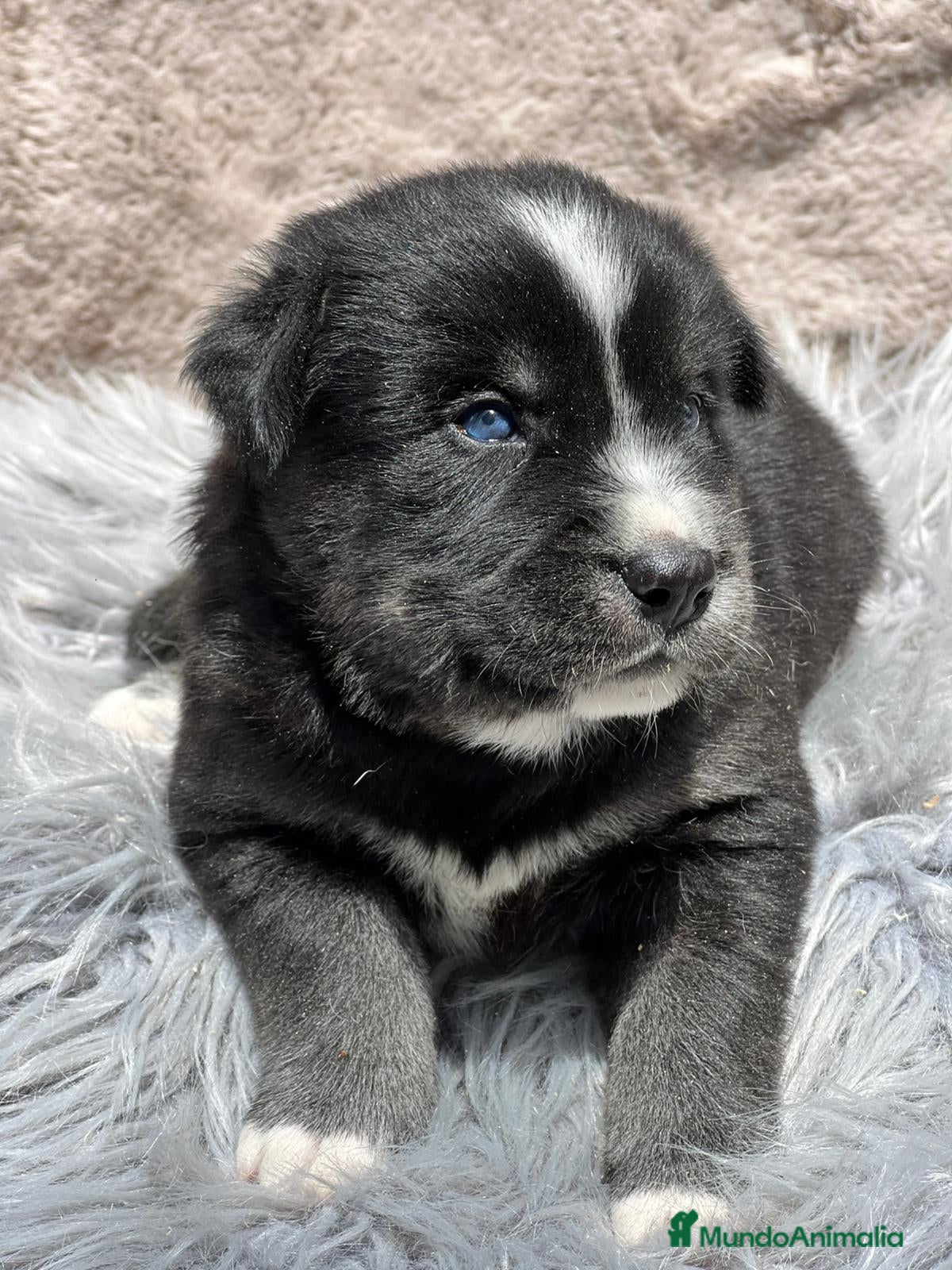 Otras razas perros Golden con Husky - Anuncio 2