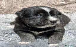 Otras razas perros en venta: Golden con Husky - Imagen 1