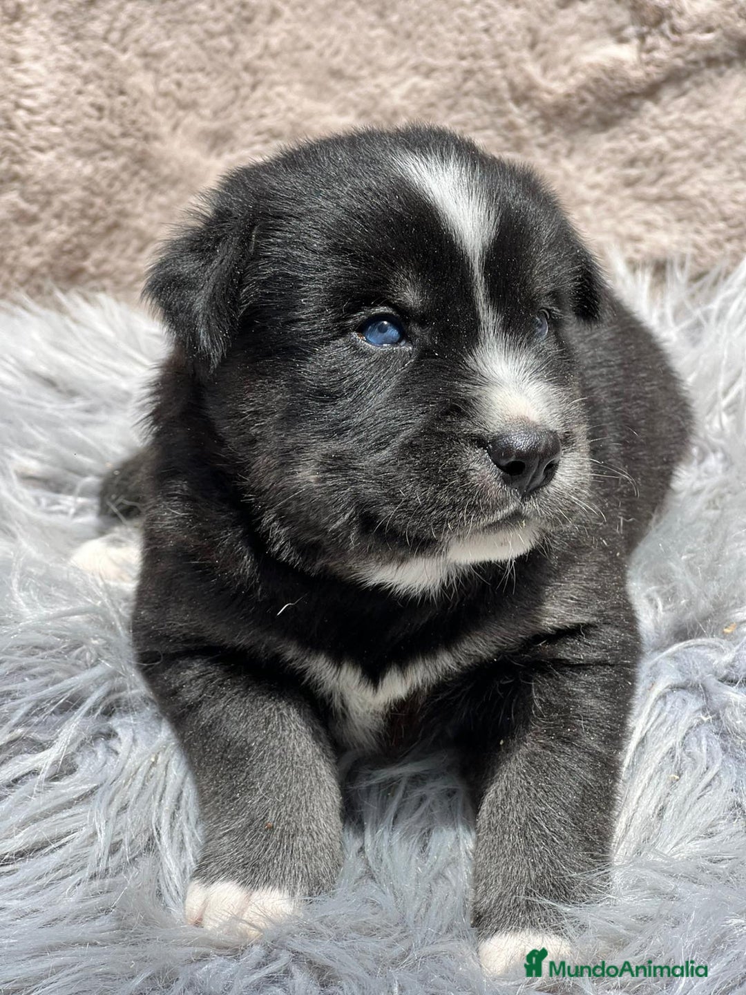 Otras razas perros en venta: Golden con Husky - Imagen 1
