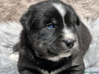 Otras razas perros Golden con Husky - Anuncio 19