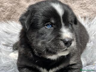 Otras razas perros Golden con Husky - Anuncio 5