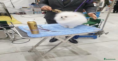 Pomerania perros en Badajoz - Anuncio 9