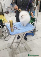 Pomerania perros en Badajoz - Anuncio 5