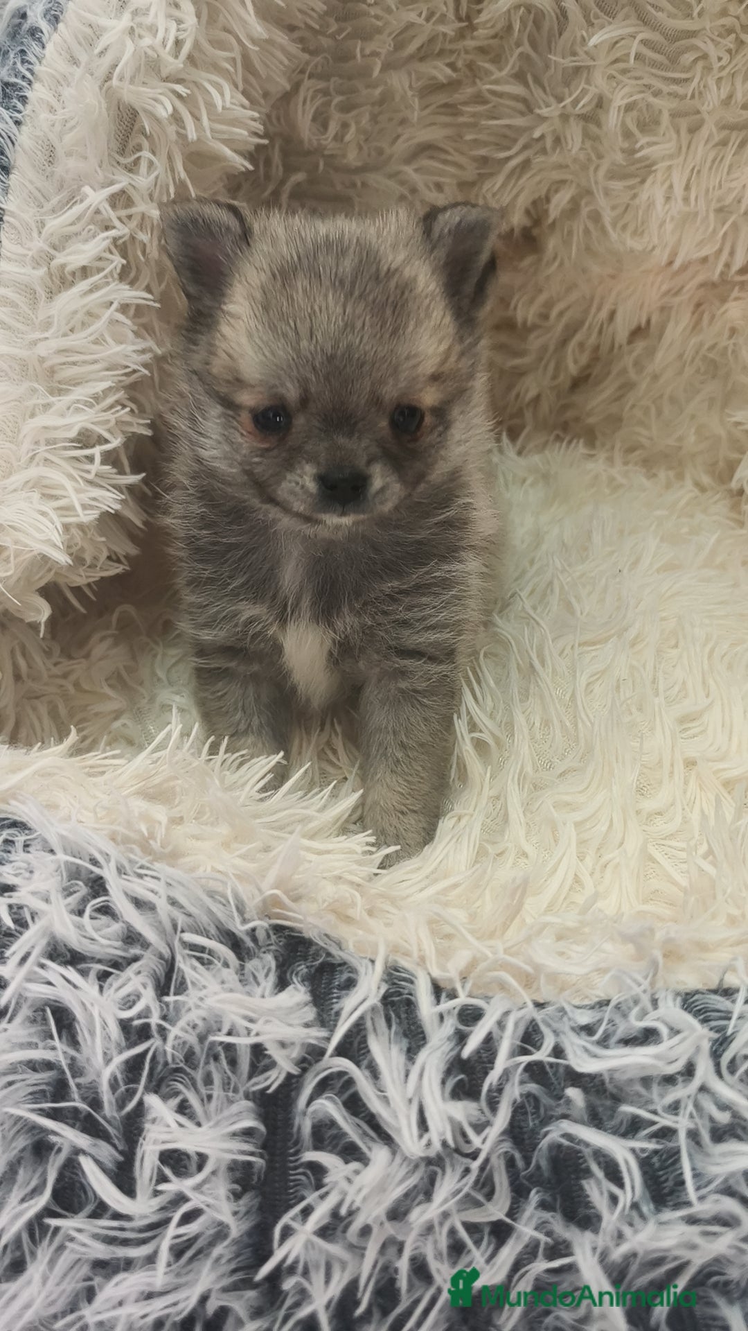 Raza Mixta perros Yorkchi (Padre yorkshire & Madre chihuahua) - Anuncio 3