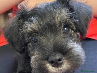 Schnauzer Miniatura perros Cachorros de Schnauzer miniatura sal y pimienta - Anuncio 1