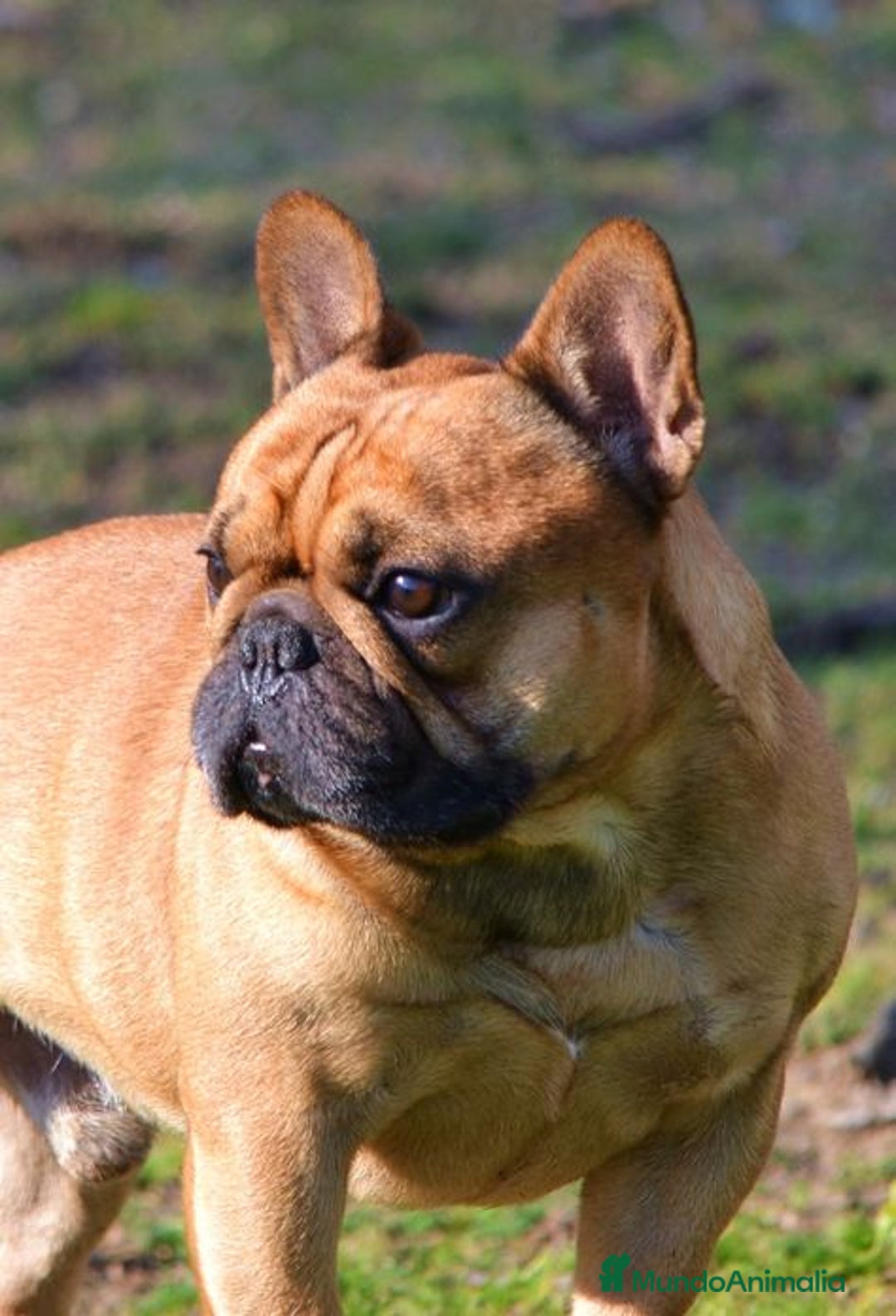 Bulldog Francés perros en venta: BULLDOG FRANCÉS CACHORROS EXCELENTES !! - Anuncio 4